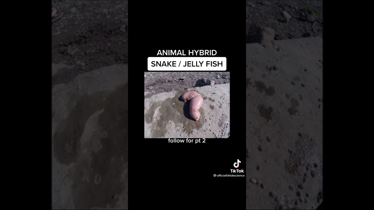 MIXING ANIMAL'S DNA | LOOK HOW IT TURNS OUT | TIKTOK COMPILATIONS