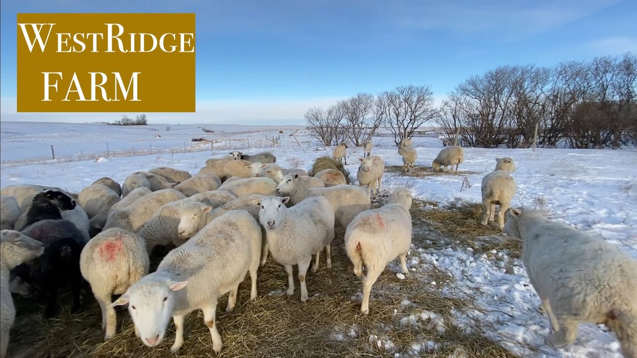 v 220 Sheep Farm CHORES Below Zero   -22c : Sheep farming