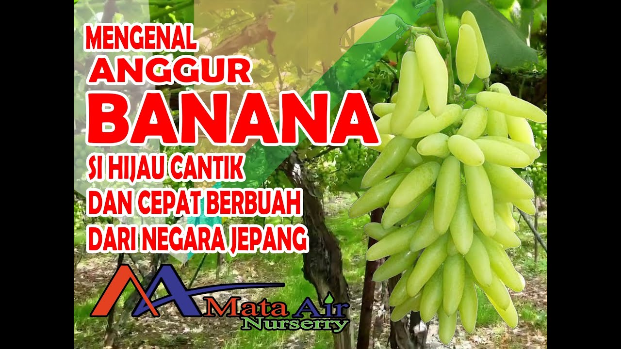 MENGENAL KEUNGGULAN DARI ANGGUR BANANA SI CANTIK HIJAU DAN CEPAT BERBUAH DARI NEGARA JEPANG