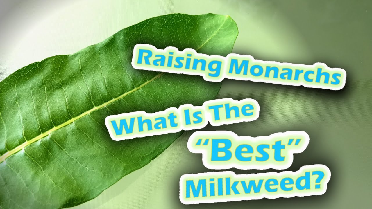 Raising Monarchs - What Is The 