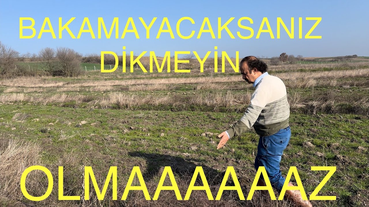 BAKAMAYACAKSANIZ DİKMEYİN BU BAHÇE CEVİZ BAHÇESİ OLMAAAAAAZ. Ceviz Adam Ahmet