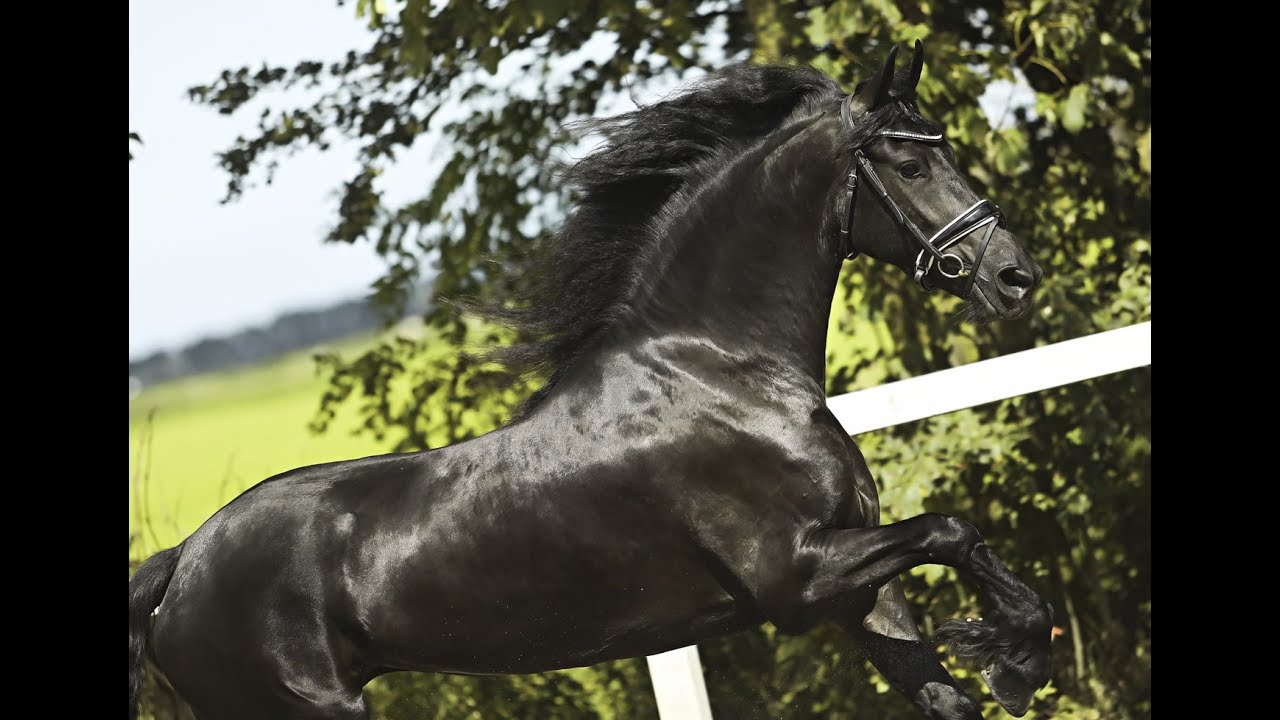 Stal Okkema's Jeltsje - Uldrik x Heinse - Mare - 2019 - 1.65m