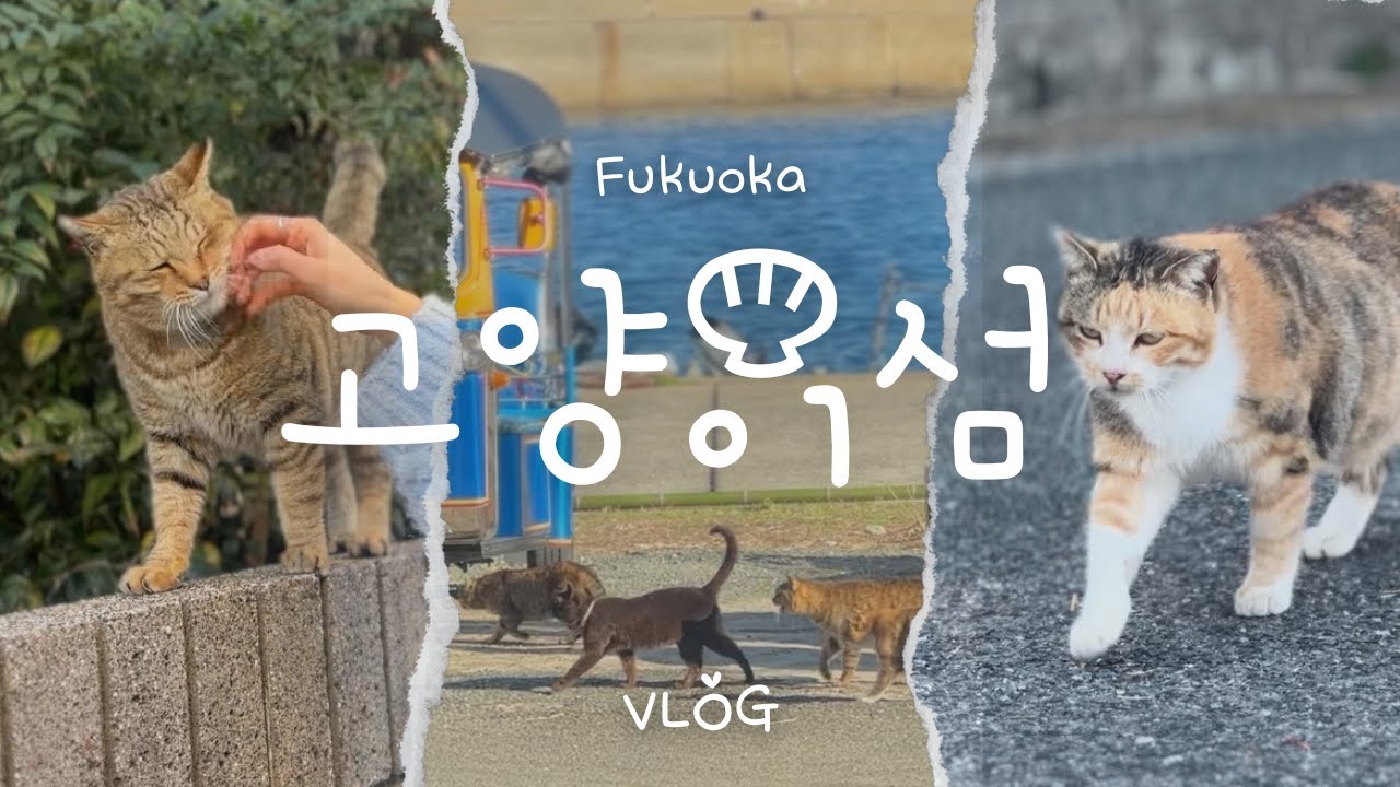 🇯🇵 후쿠오카 | 고양이 섬 | 아이노시마(相島) VLOG | EP. 2