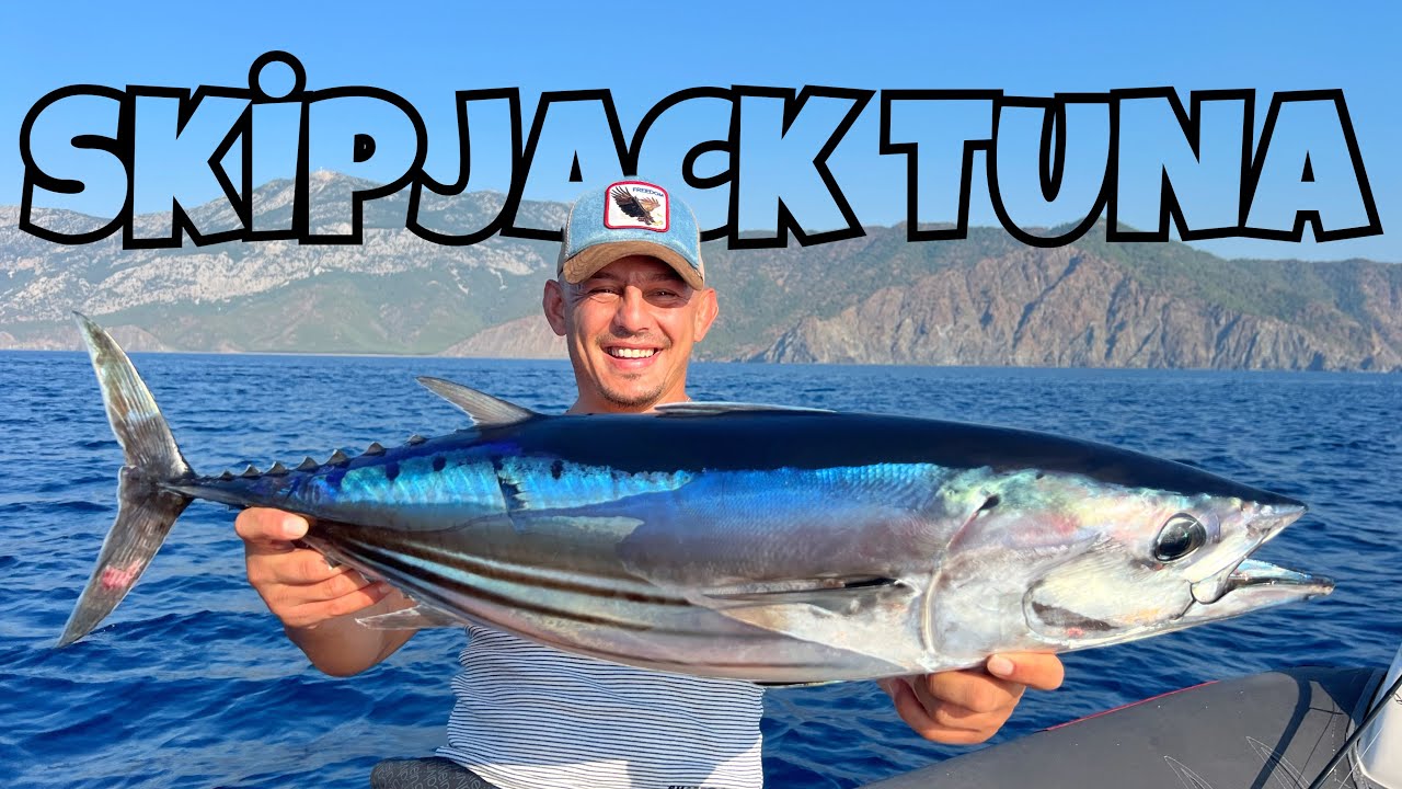 Skipjack Tuna ve Yazılı Orkinos Avı/At-Çek Balık Avı