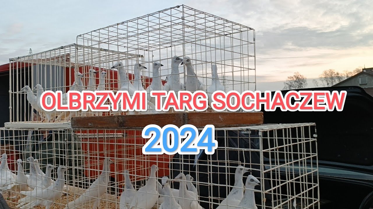 OLBRZYMI TARG SOCHACZEW 2024