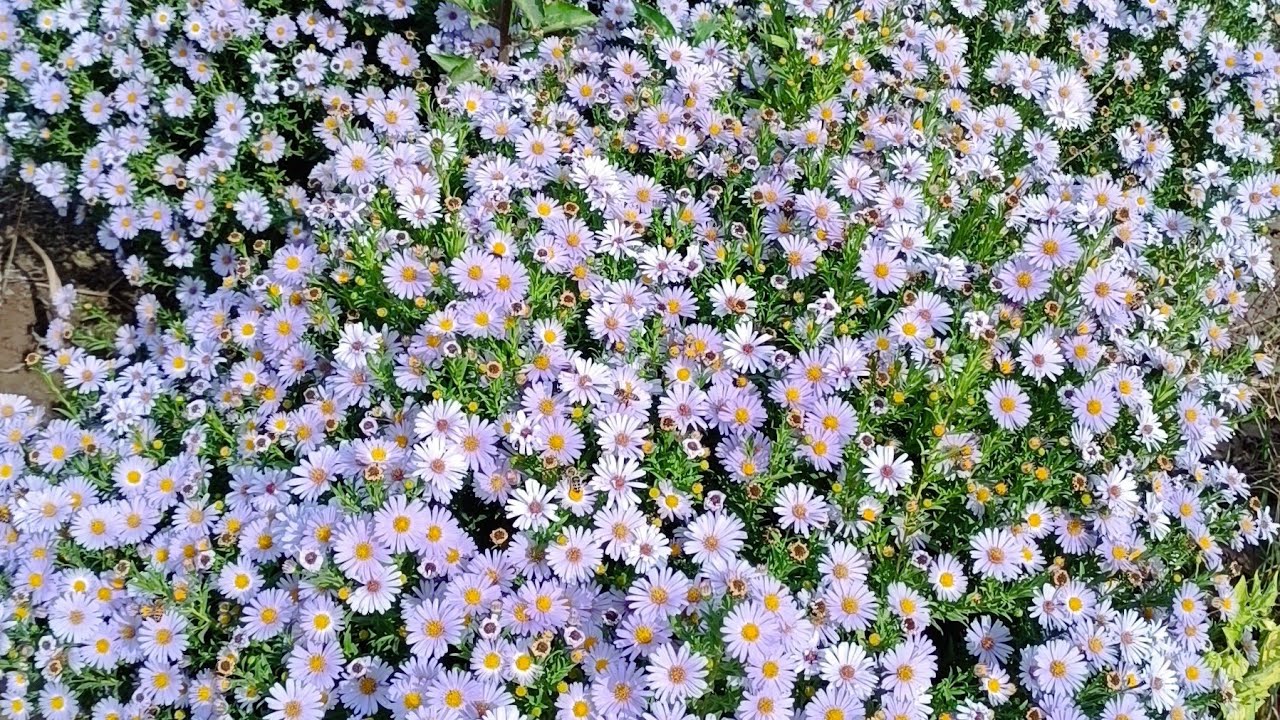 گوڵی ئەستەر asterپایز دەکات بەبەهار،