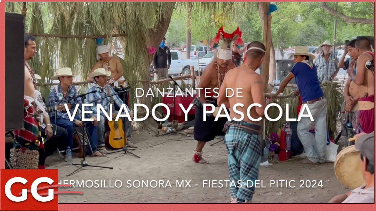 Danzantes de Venado y Pascolas en las Fiestas del Pitic