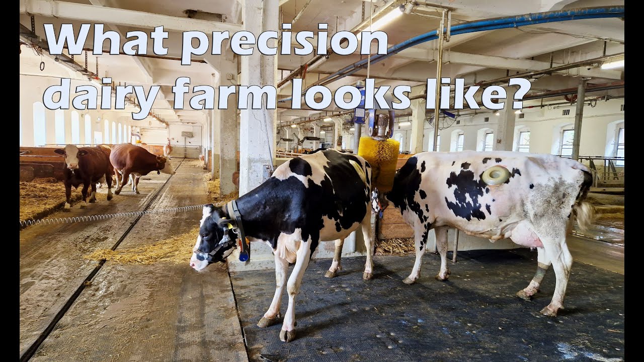 Precision DAIRY farming | Makes cows HAPPIER? | AUSTRIA