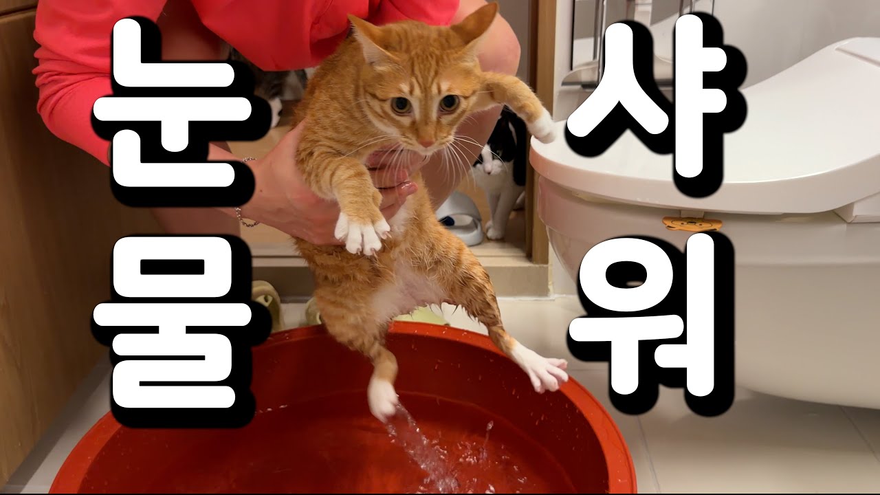 아..! 이게 지랄묘구나
