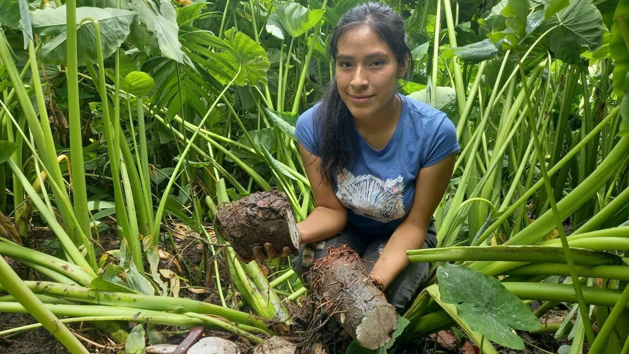 Así se cosecha la famosa y deliciosa  