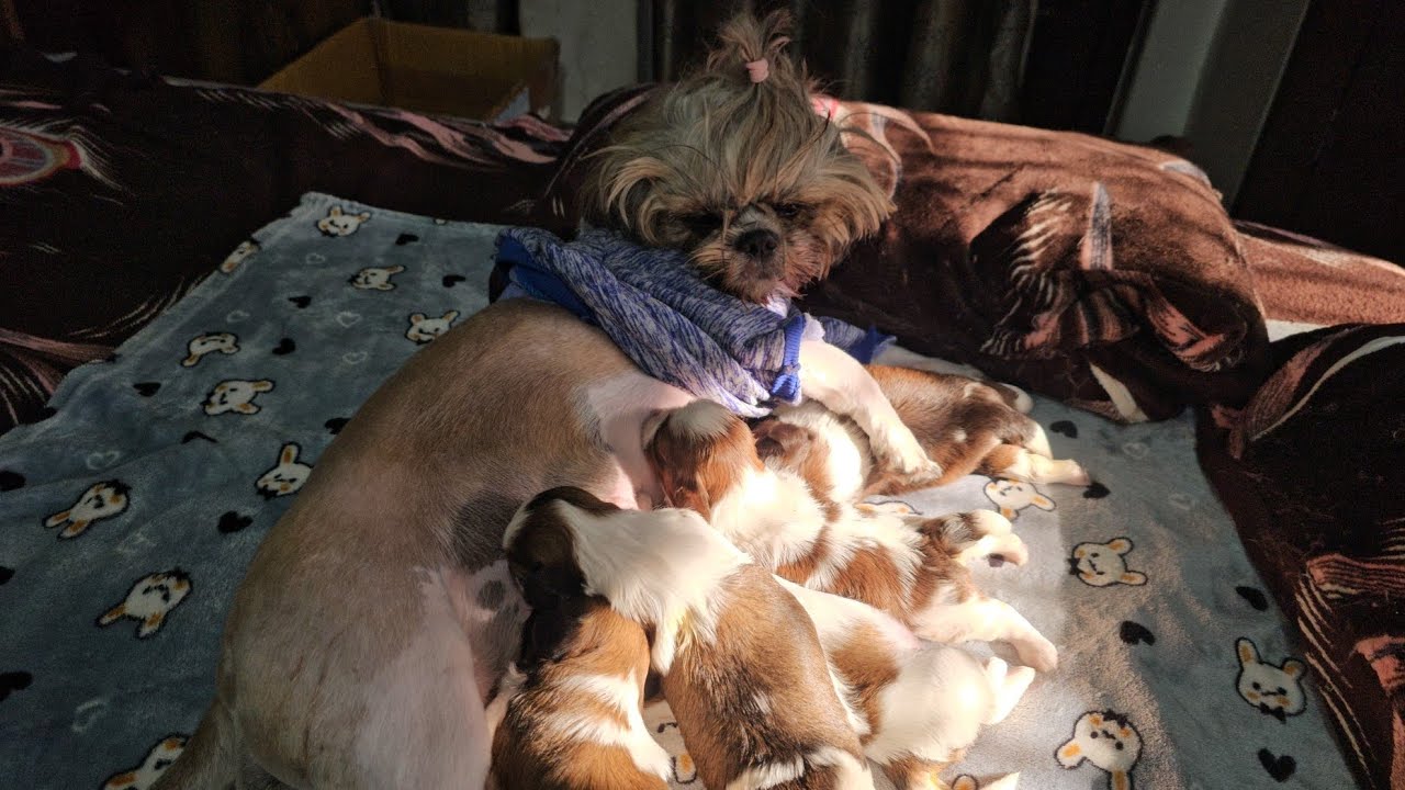 DAY 12 #dezzie#puppies#update#eyes#slowlyslowly#open........🫶🧿🫶🐶❤️