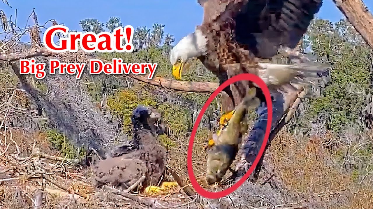 #216🦅🐥32°🐥27°／Winter Park Eagle Nest 2026／Against All Odds:One-Eyed Mom／by Winter Park Eagle Cam