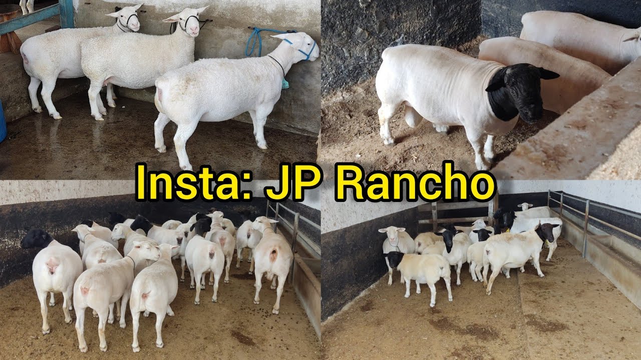 Mais uma vez na JP Rancho no meu amigo Joselito tá preparando as ovelhas pra tosquear .👆🏻🐑💥🍀✅