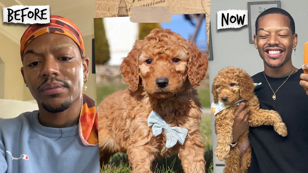 I got a dog to cure my depression and.. it's working? 🤔 Meet my new puppy! |  Tarek Ali