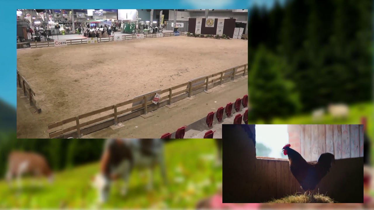 Vache de salon - Dimanche