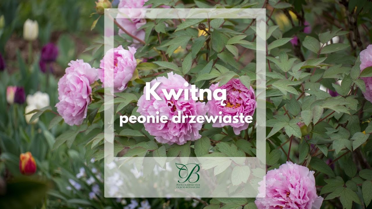 Kwitną peonie drzewiaste ✿ PAN Ogród
