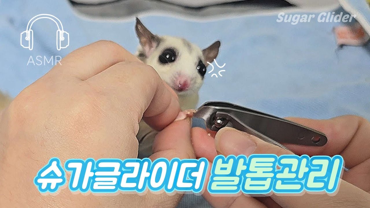 간식 집중 중인 슈가글라이더 발톱 빠르게 정리 하기 ✋