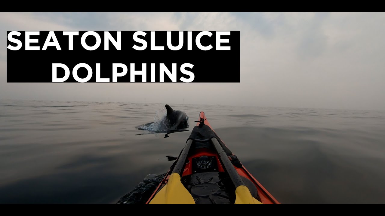Sea Kayaking Northumberland - Seaton Sluice Dolphins