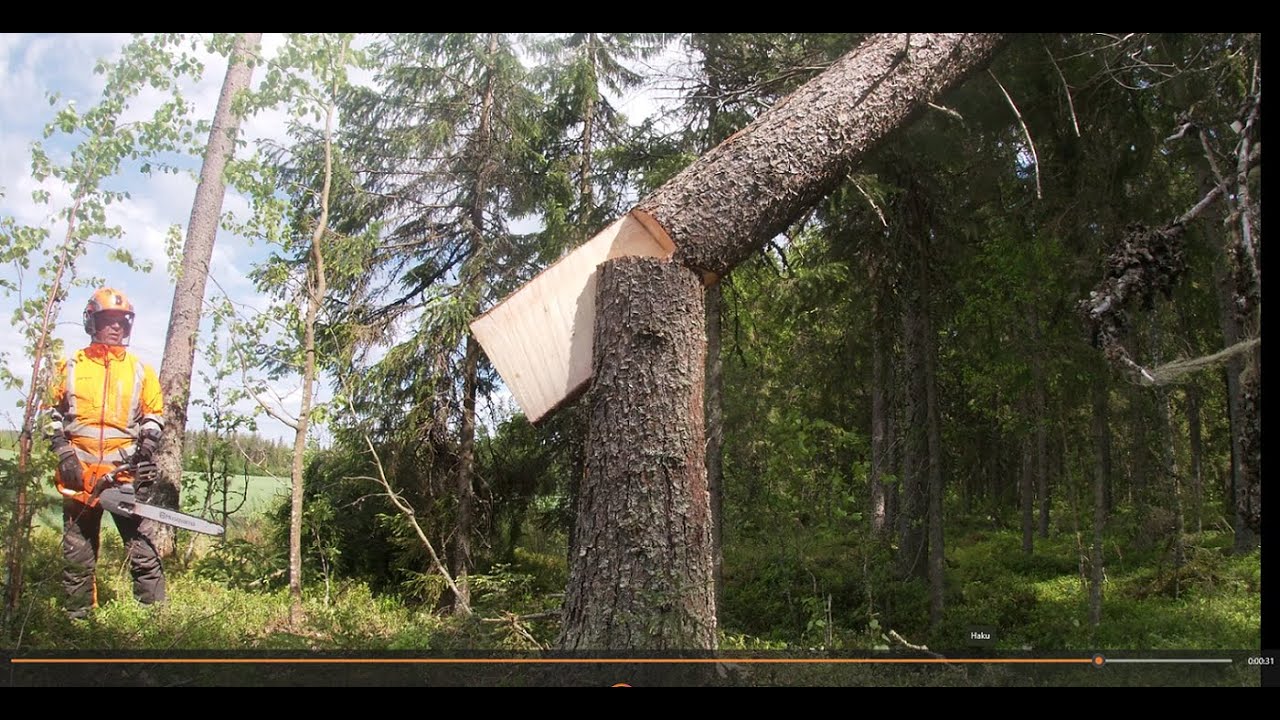 Metsolan Metsäkoulu 313 - Yleinen harhakäsitys, mitä tällä tavotellaan!