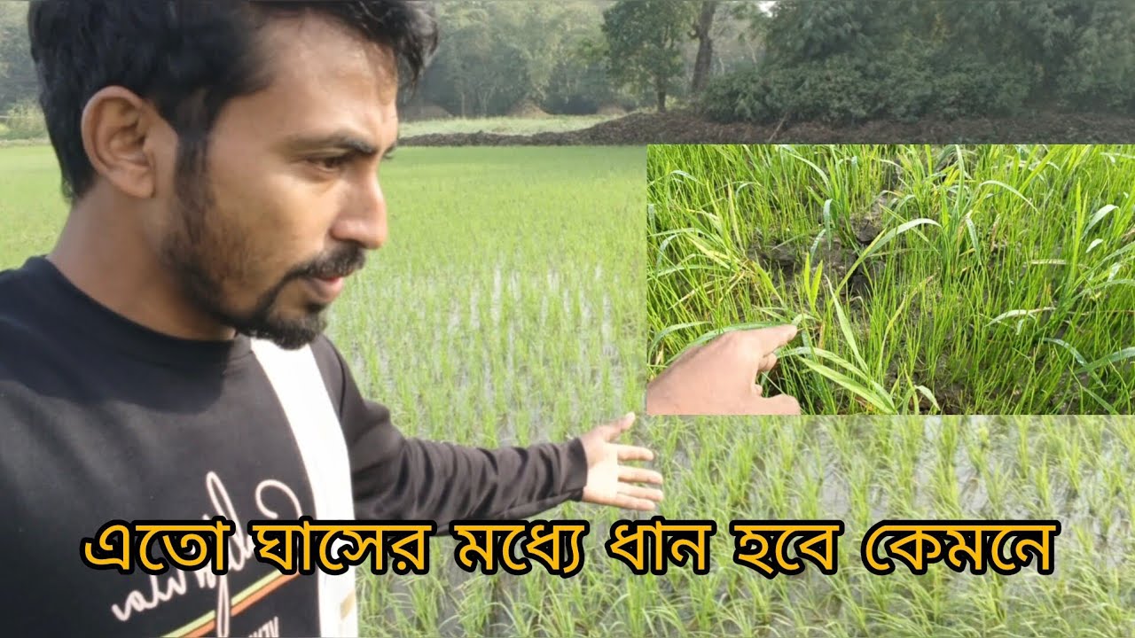 ধানের জমিতে পানি না থাকলে আপনার সব কষ্ট বৃথা। @Village Agro