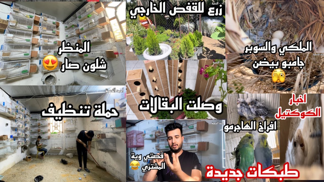 وصلت البقالات طبكات هاجرمو جديدة جبت زرع للطيور الحمام الملكي والفناجس السوبر بيضن حملة تنظيف وقصة