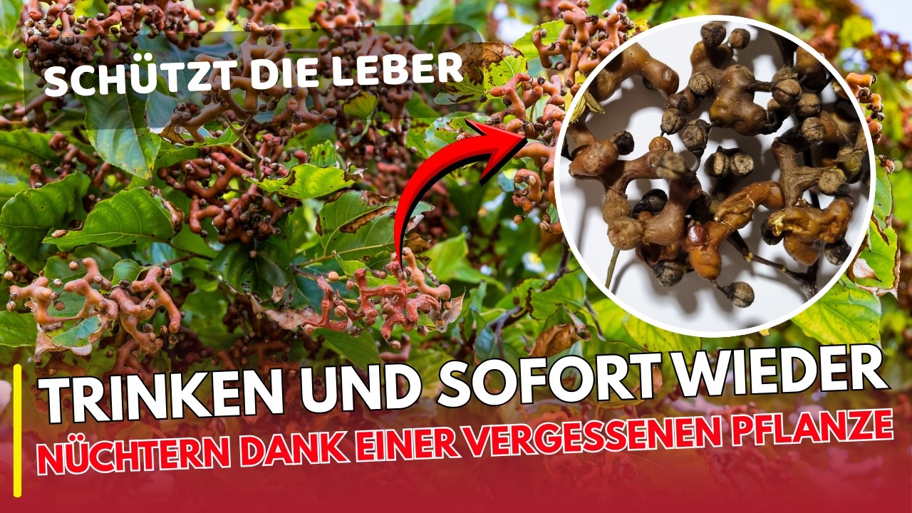 EHRLICH ESSEN | Der Baum der Nüchternheit – Natürliches Mittel gegen Kater, das man „Unkraut“ nennt?