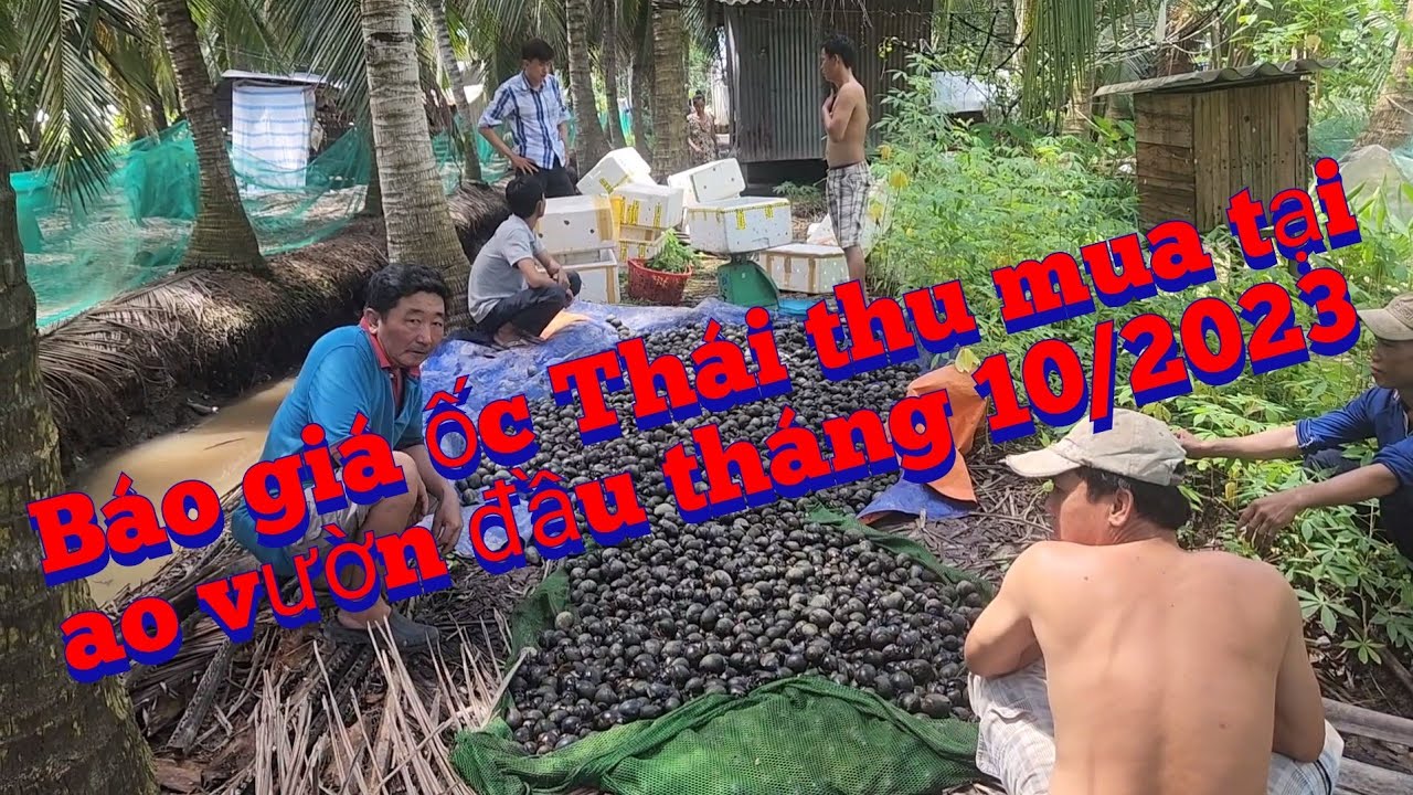 Thực tế đi thu mua ốc Thái thương phẩm tại ao của khách ở Bến Tre. (0939.793.425)