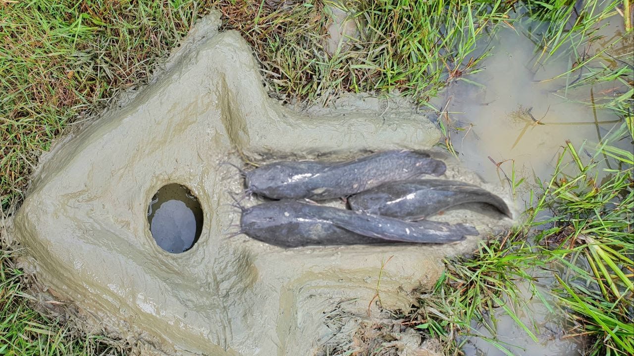 Amazing Hole Fish Trap - Smart Boy Build Underground Hole Using Muddy Soil For Fishing