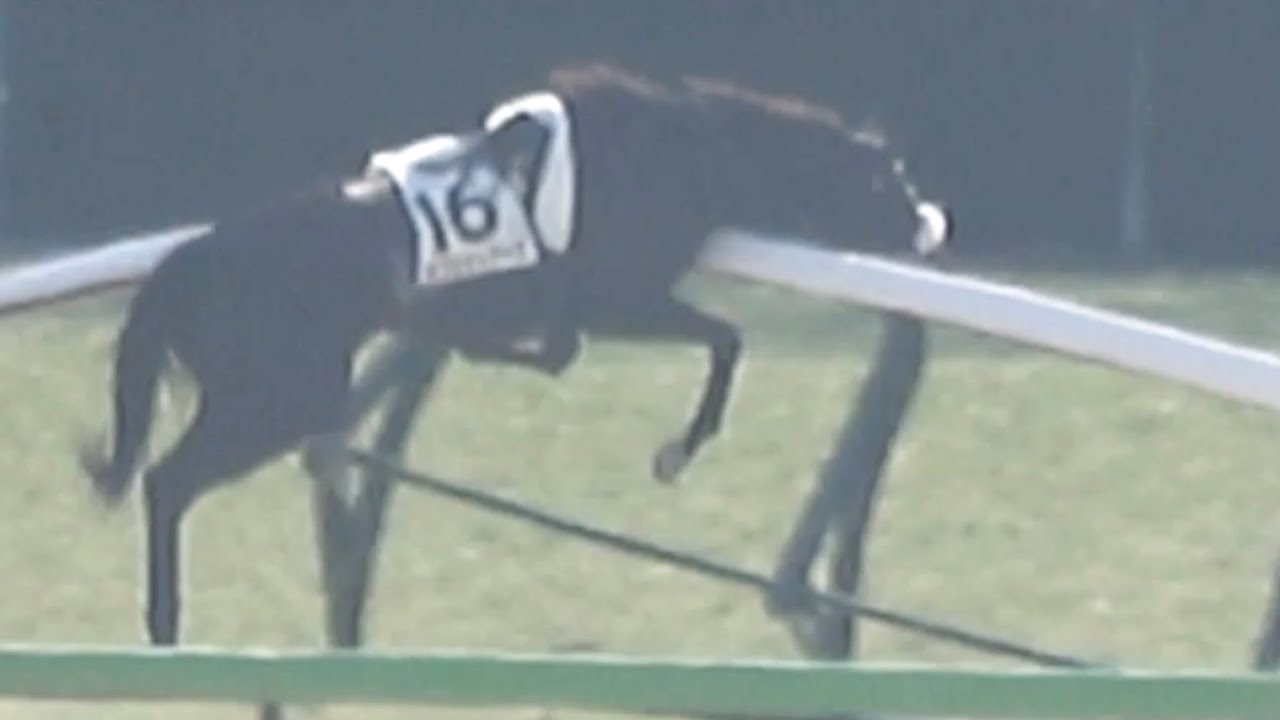 【放馬】オブシディアーナがラチに突っ込むも受け身が取れて無事に帰還する【東京競馬場】