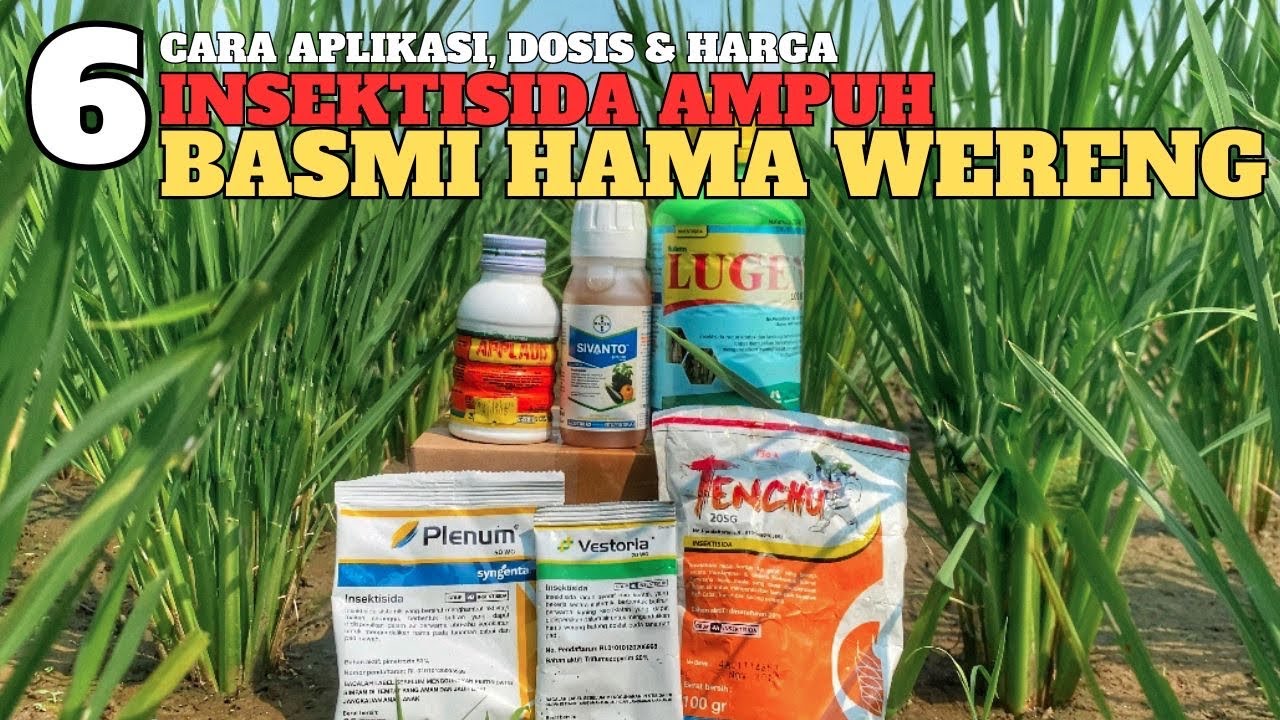 6 insektisida obat hama wereng paling ampuh terbaik - membasmi mengatasi hama wereng coklat padi