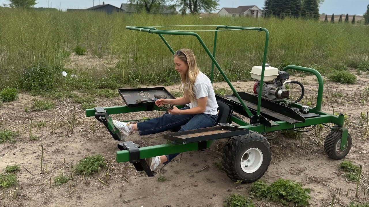 How Asparagus is Harvested in Michigan