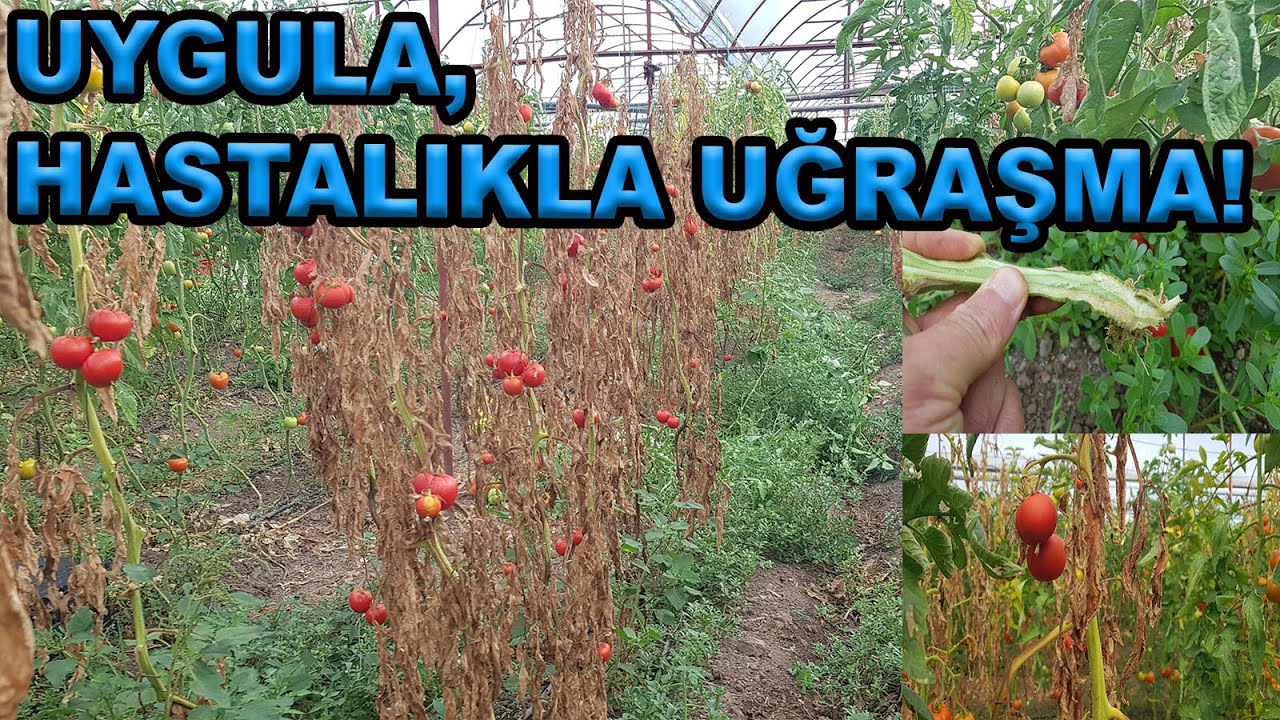 İZLEYİN ÜRÜNLERİNİZDE HASTALIKLARLA UĞRAŞMAYIN!