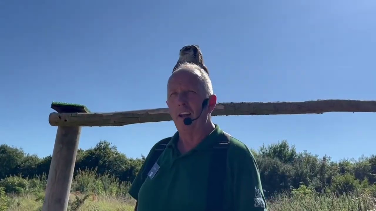 Bird show from #BanhamZoo@#cliffordcoxoutandabout.409