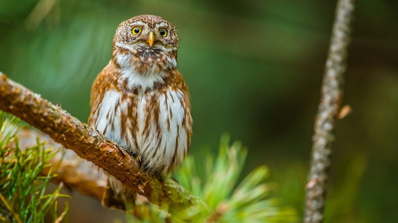 S&oacute;weczka - najmniejsza sowa Polski | Pygmy owl - The smallest owl in Europe | Sowy Polski