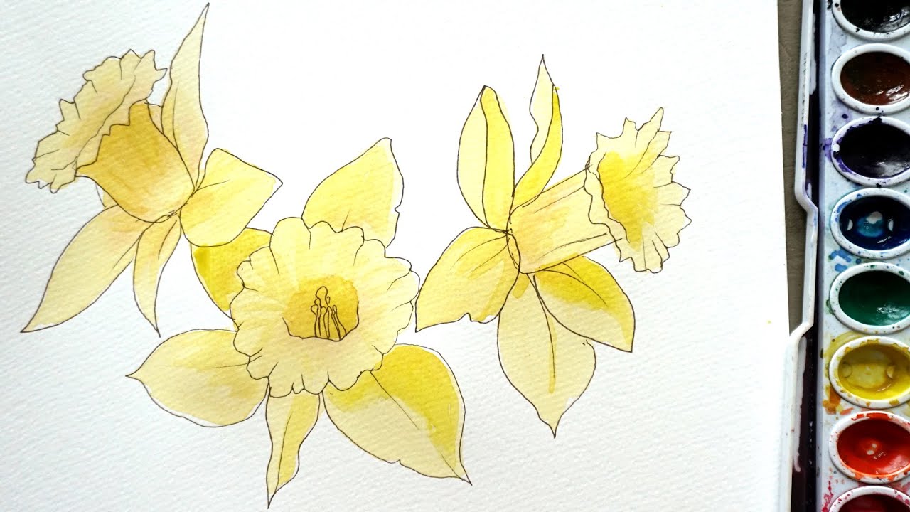 Daffodil Flower Drawing - Contour Line and Watercolor