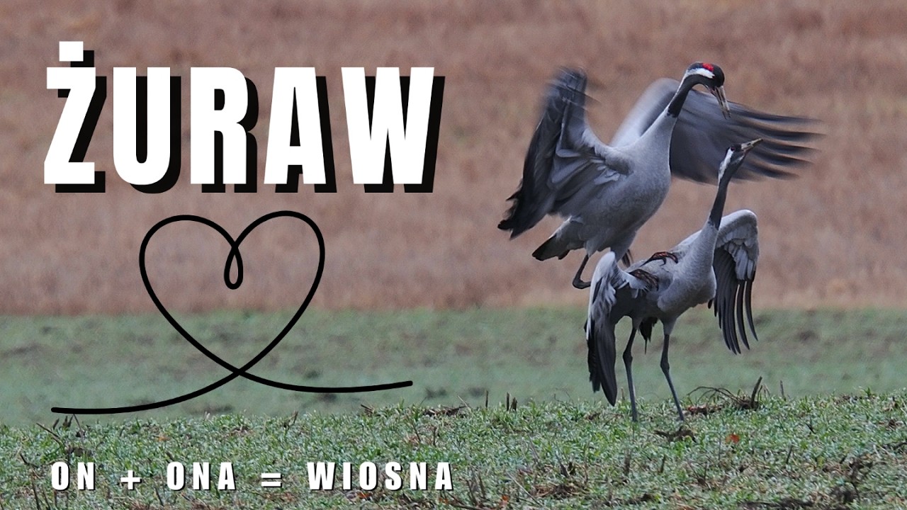ŻURAW - niezwykły zwiastun WIOSNY. Żurawie uniesienia