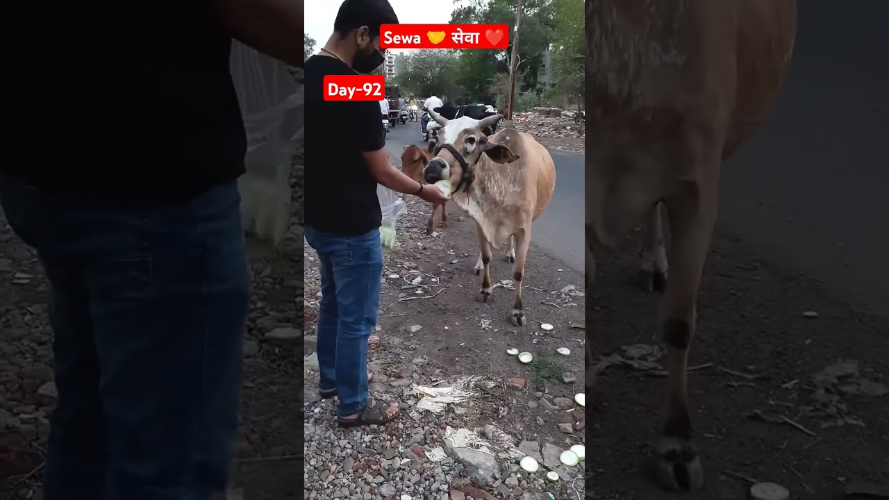Punishment 🤭#gauseva #gaumata #gau #feeding #shor#trending #gaulove #cowlover #animallovers