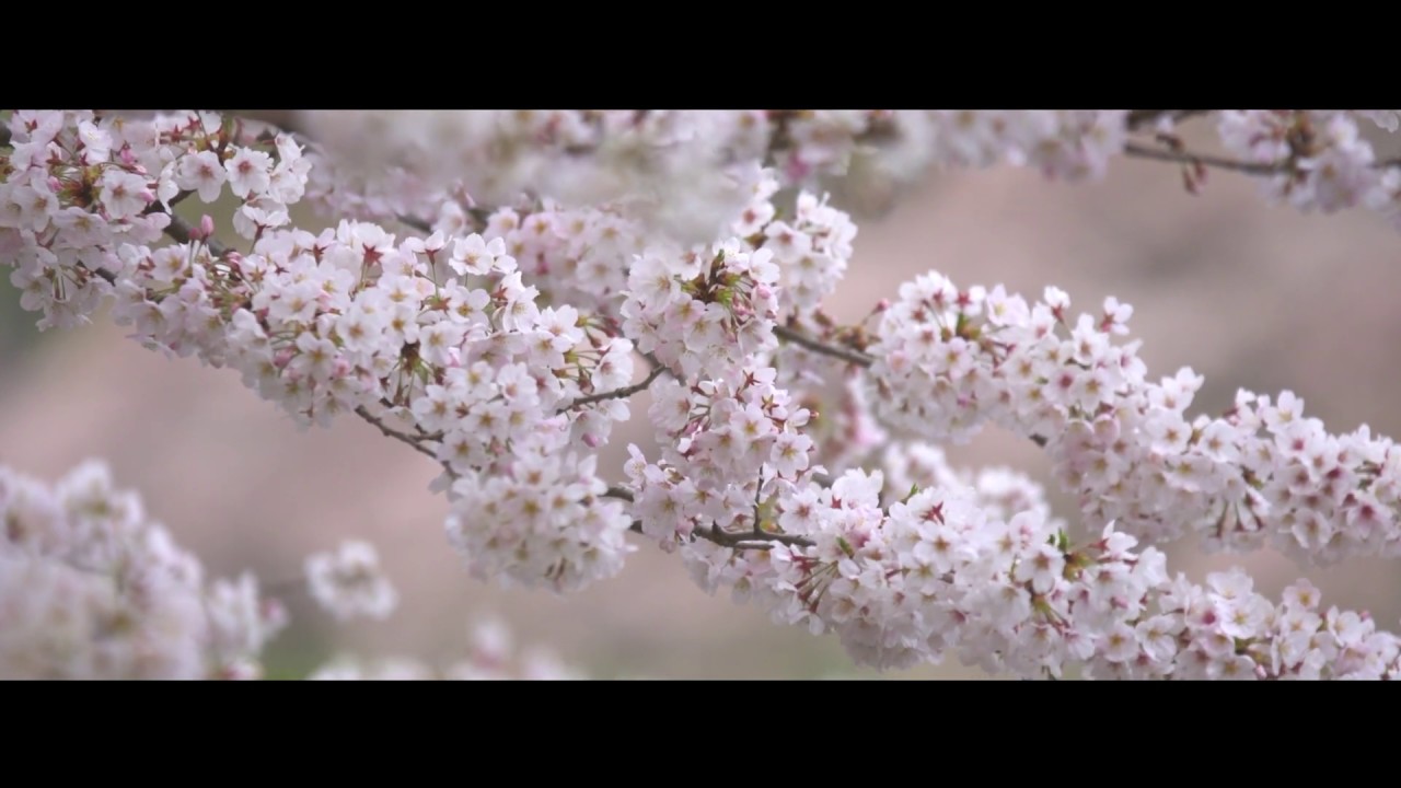 POEM OF JAPAN - Enrique Pastor & Rodrigo Rodríguez (Guitar & Shakuhachi) BEAUTIFUL Japanese Music.