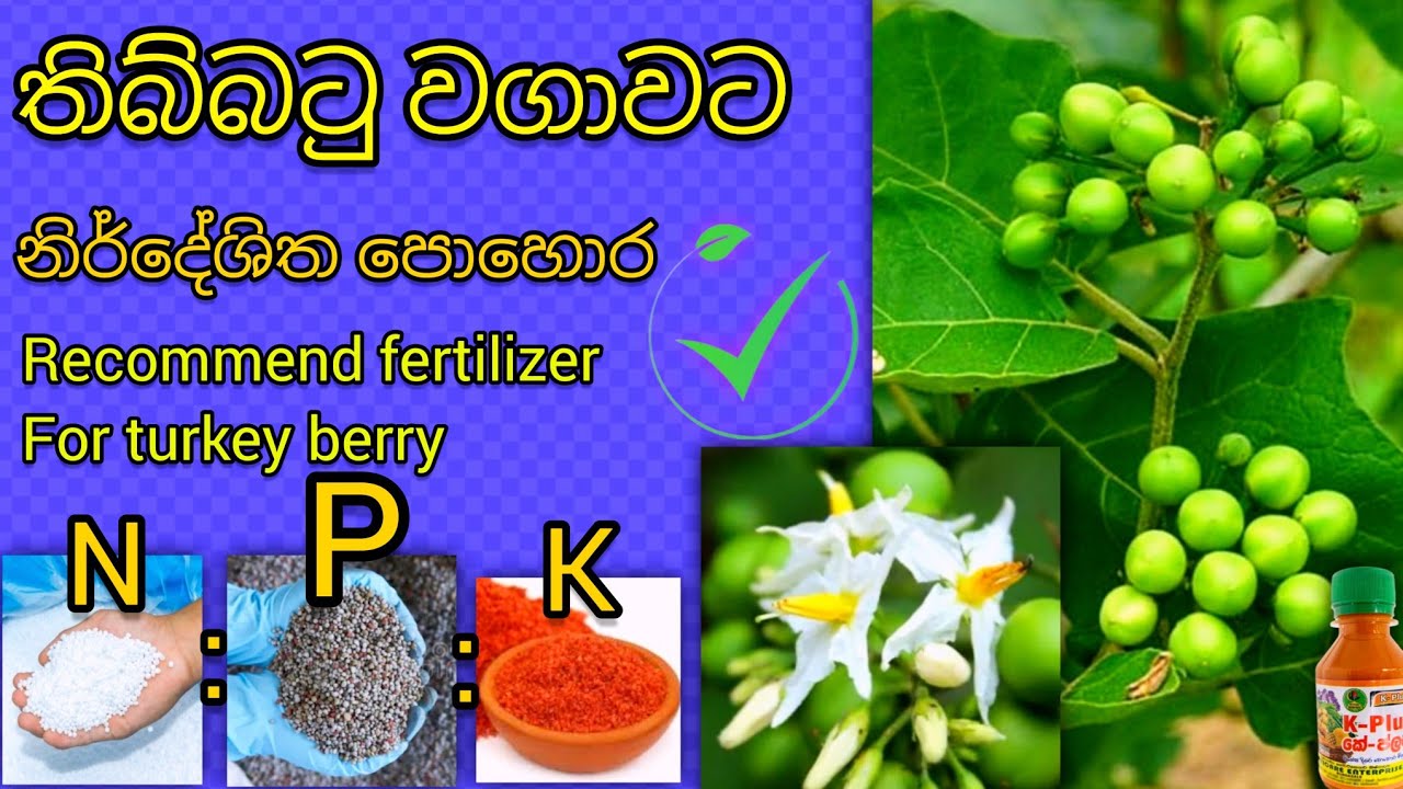 තිබ්බටු වගාවේ පොහොර නිර්දේශය පිළිවලින් recommend fertilizer for turkey berry #agriculture #thibbatu