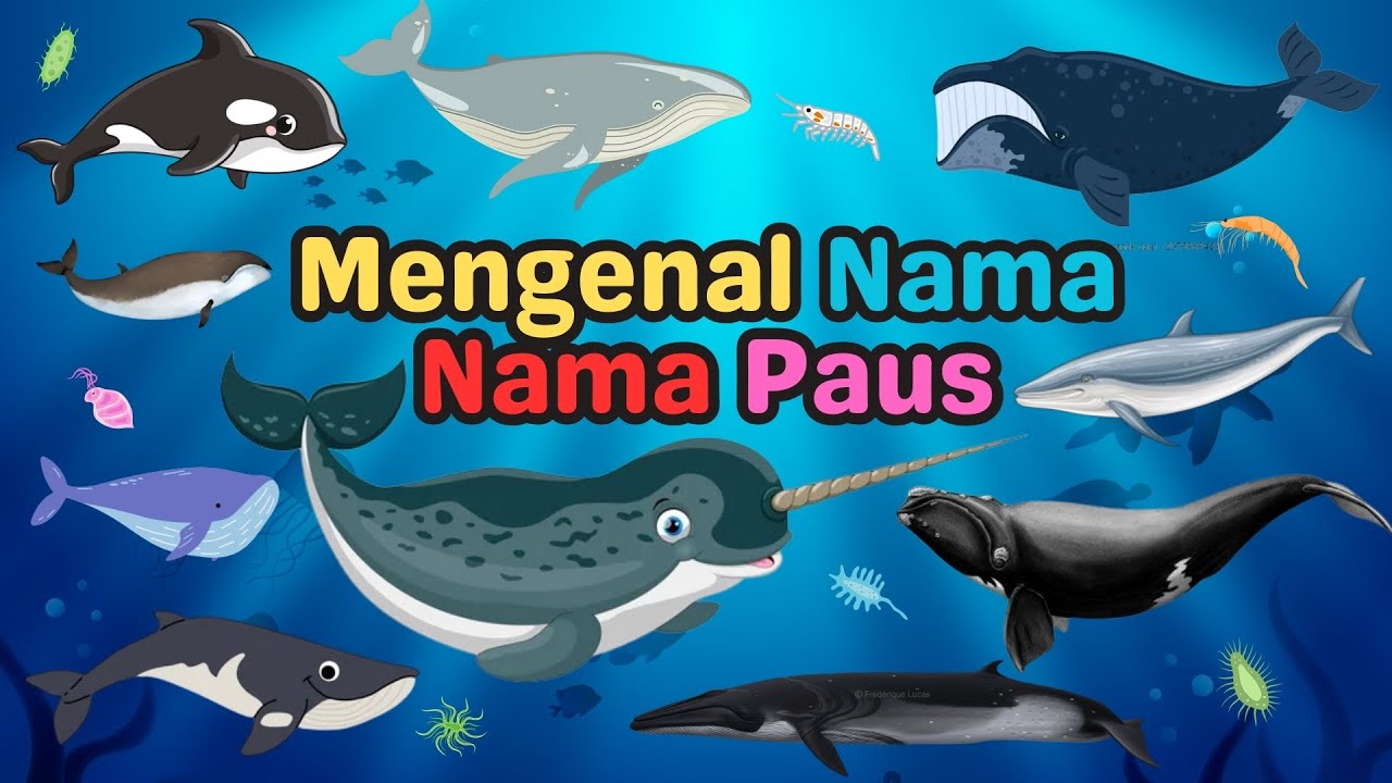 Belajar Mengenal Nama Hewan Laut | Jenis Jenis Paus | Whales | For Kids