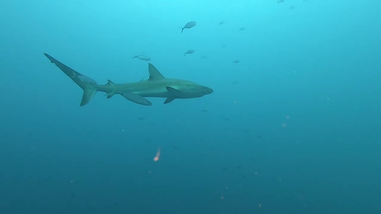Shark halfMoon Caye
