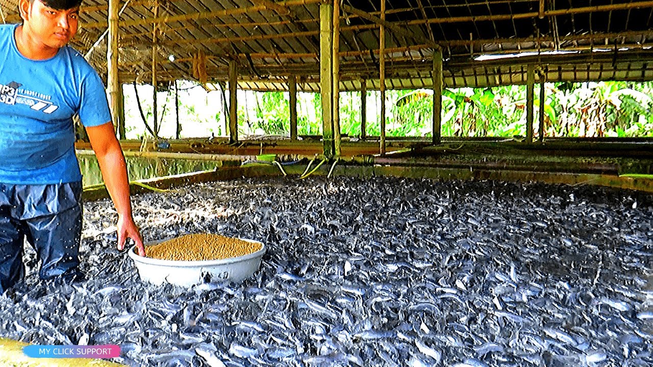Usaha Budidaya Ikan Lele Profesional | Catfish Seeds Faming Business