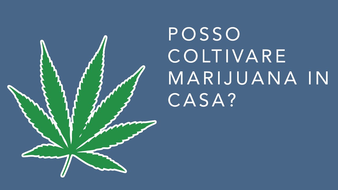 POSSO COLTIVARE MARIJUANA IN CASA?
