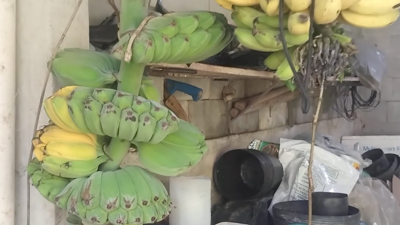Frutíferas produzindo em vaso sapoti dovialis doce e azeda longana uva jabuticaba envios 21989297468