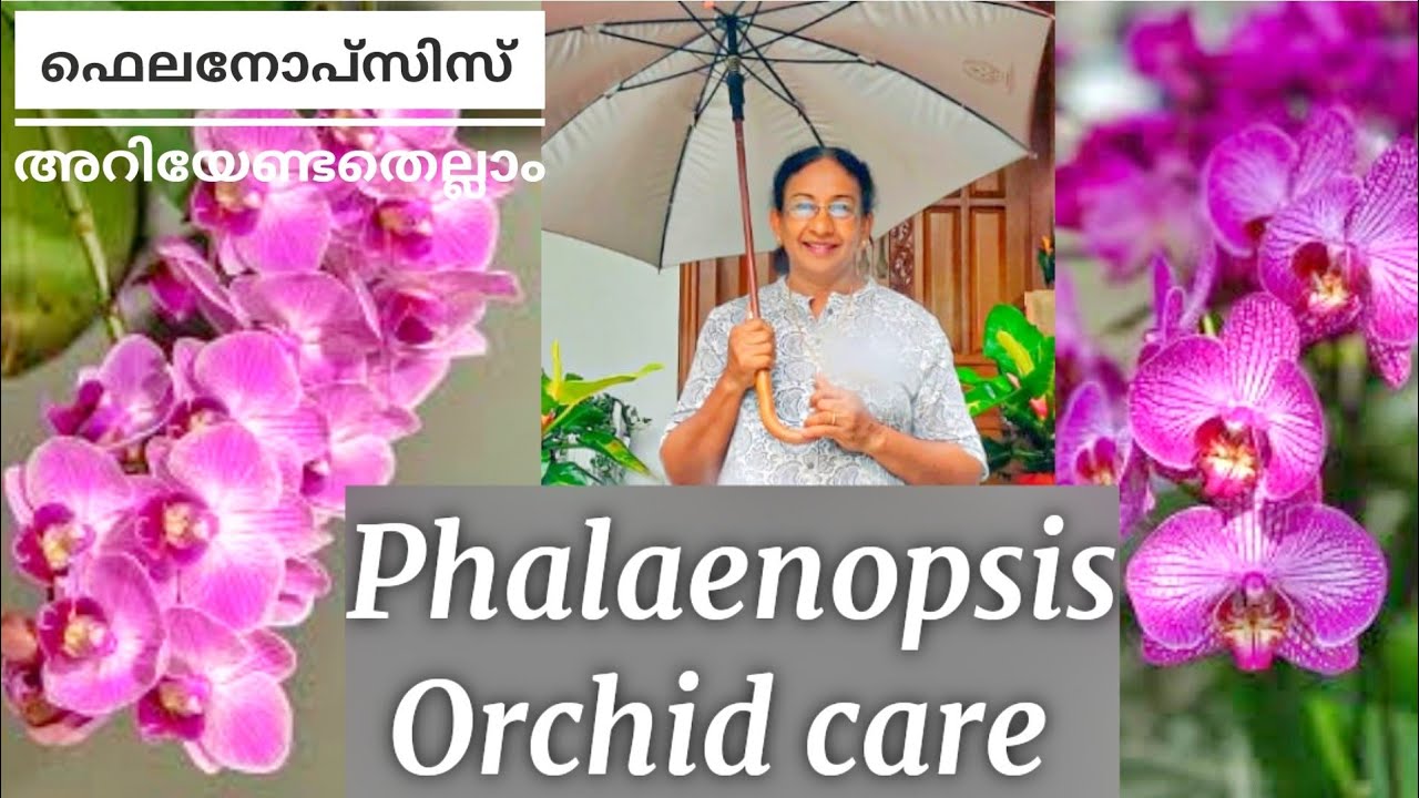 PHALAENOPSIS ORCHID CARE |TIPS & TRICKS TO GROW PHALAENOPSIS ORCHID |ORCHID CARE  IN MALAYALAM