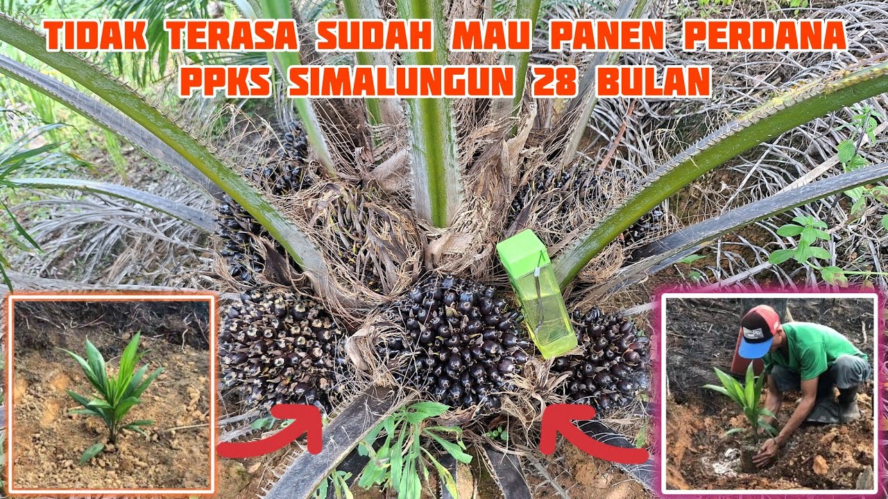 Ppks simalungun 28 bulan siap panen perdana