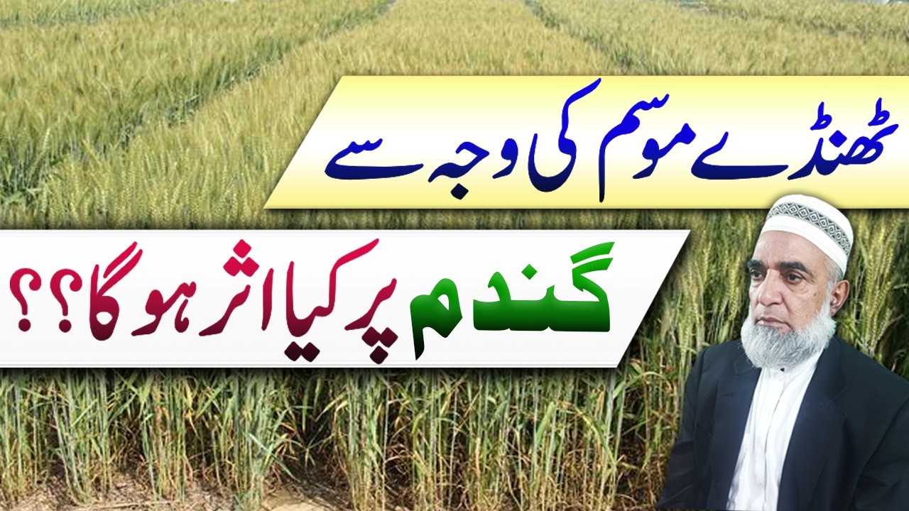 Impacts of Cool Weather on Wheat Crop in Pakistan || Crop Reformer