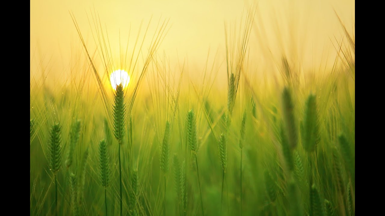 Ostatnie Nabożeństwo w 2025 r.: 