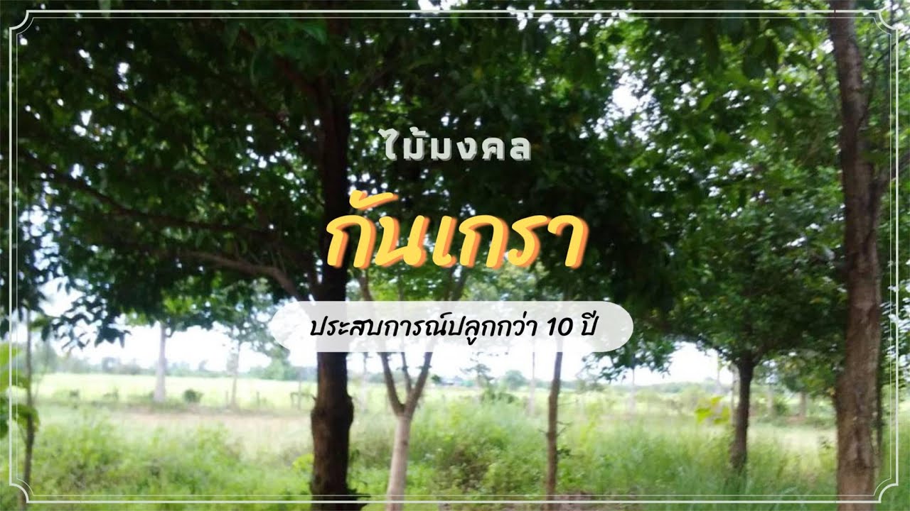 EP2. ไม้มงคล - ต้นกันเกรา เปิดประสบการณ์ 10 ปี พบเจออะไรบ้าง :【สวนเกษตรนานาพรรณ】