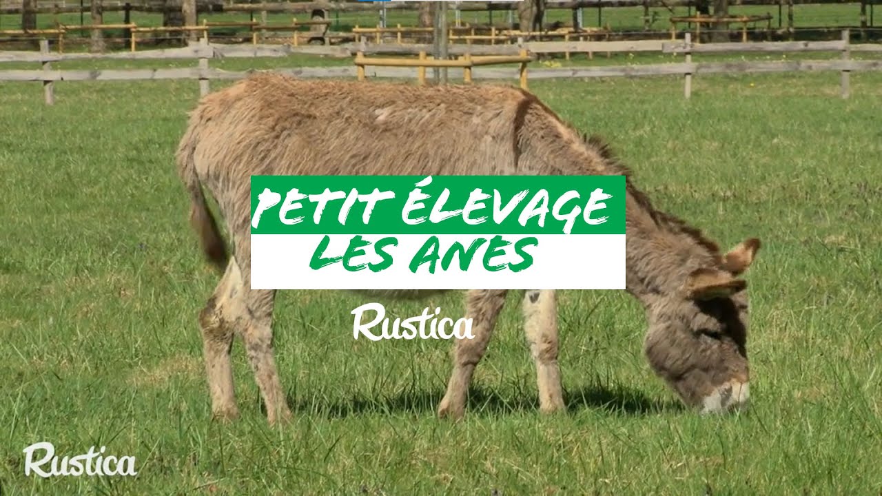 Comment &eacute;lever un &acirc;ne